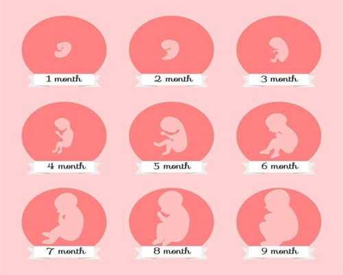 做代孕的成功几率_代孕的收费标准_泰国试管婴儿双胞胎的具体流程