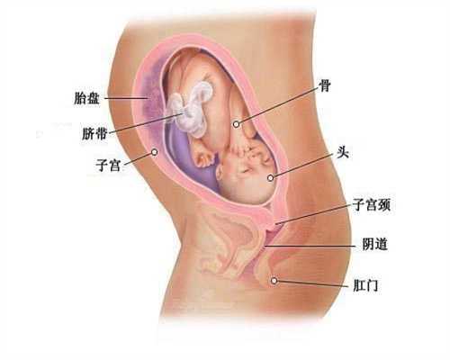 子宫肌瘤代孕_代孕哪里成功率高啊_广州三代试管大概多少钱啊？捐卵的现状及