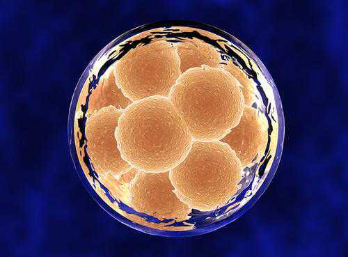 代孕全包协议内容_世纪代孕_试管移植囊胚怎么算预产期？